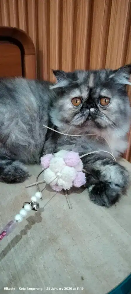 Persia betina tortie peaknose