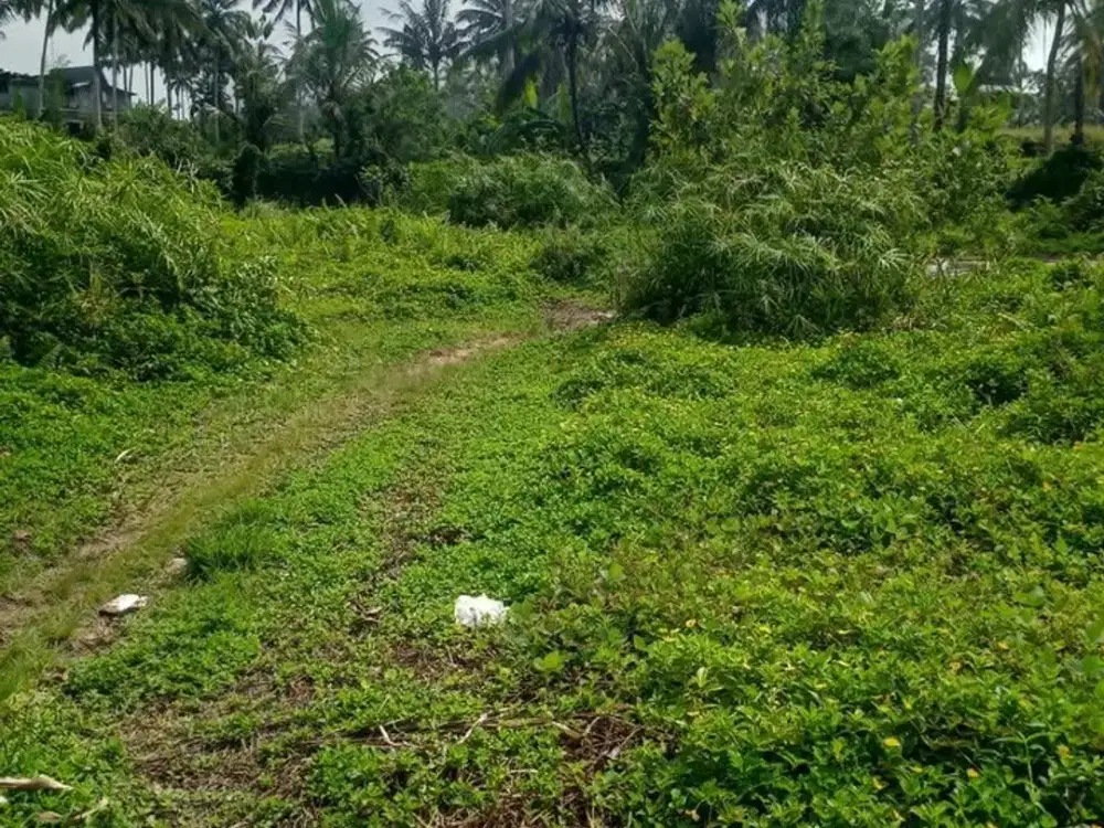 Jual Tanah View Sawah Dan cSungai  Di Jln Raya Kendran Tegalalang Ubud Gianyar  Bali