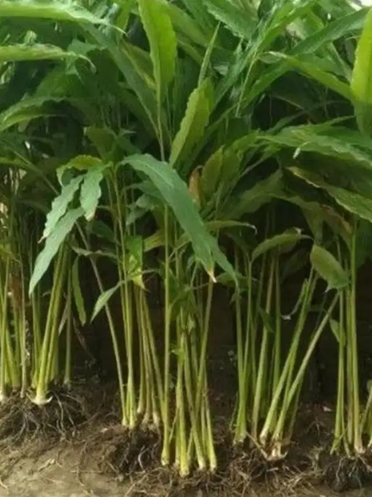 Bibit kapulaga super