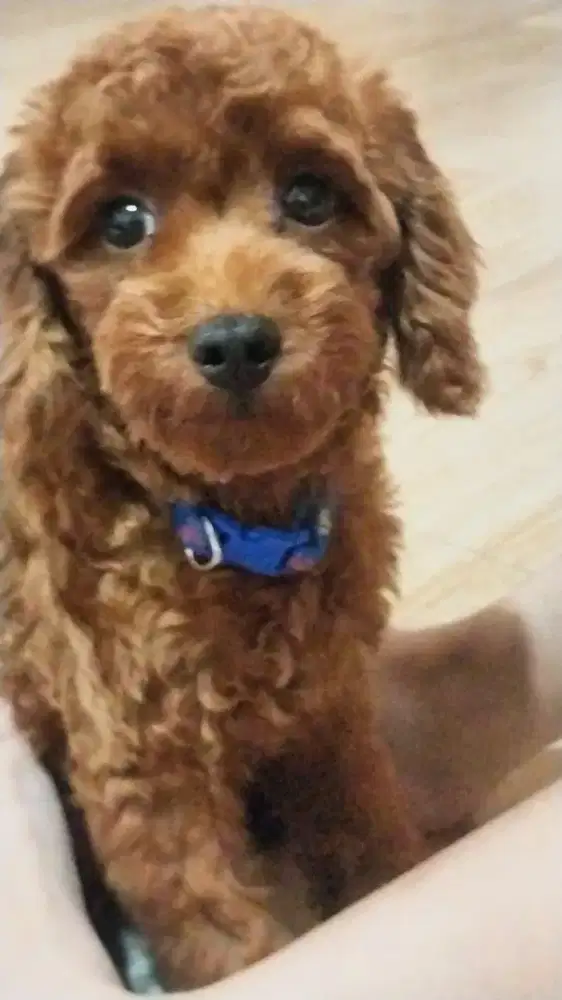 Toy Red Poodle, Jantan.