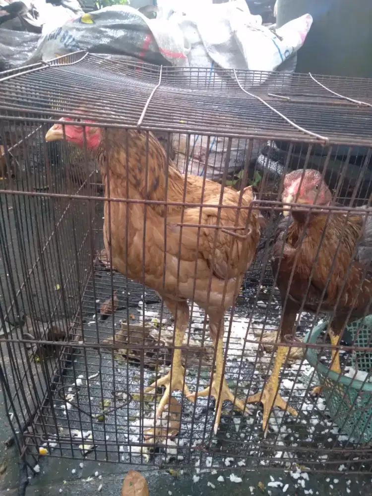 Ayam betina 2 ekor, kampung x bangkok