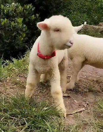 5 ekor anakan domba hias merino 4 bln 1 jantan 4 betina super unggulan