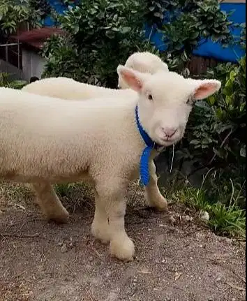 5 ekor anakan domba hias merino 4 bln 1 jantan 4 betina super unggulan