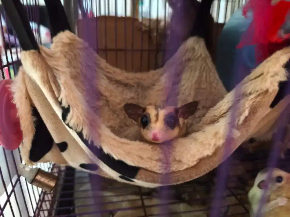 Aneka Ragam Sugar Glider