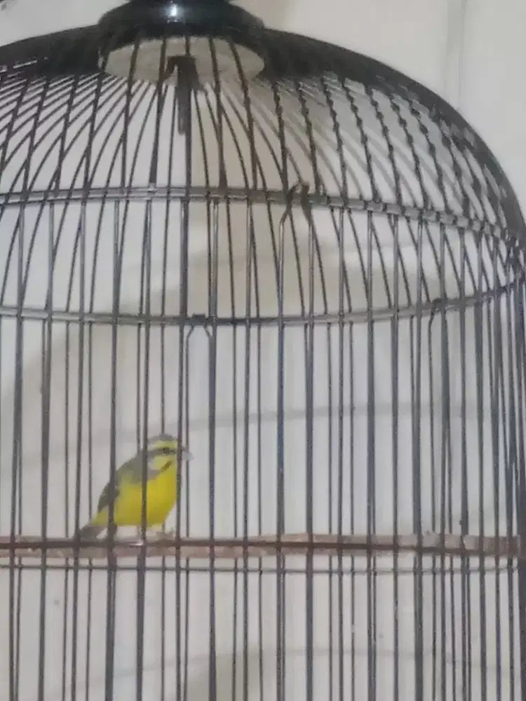 Jual Mozambik gacor cor car cet fs