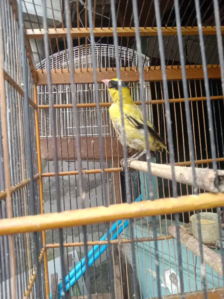 Burung muda purtotal