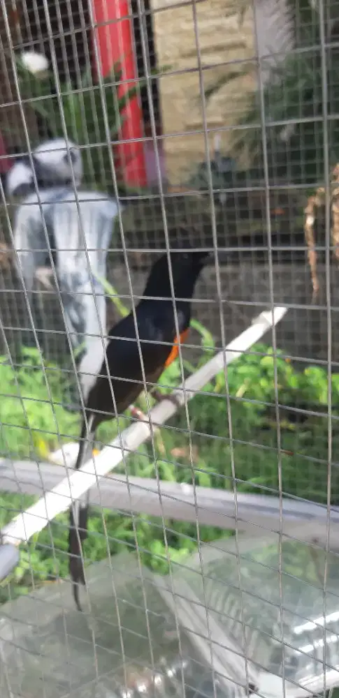 Murai gacor bikin pengang kuping