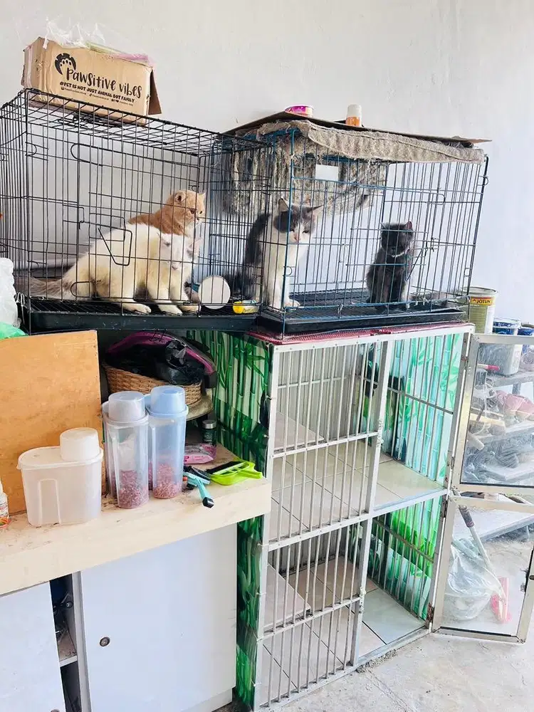 Kucing ras scottish fold, exotic longhair, dan persia