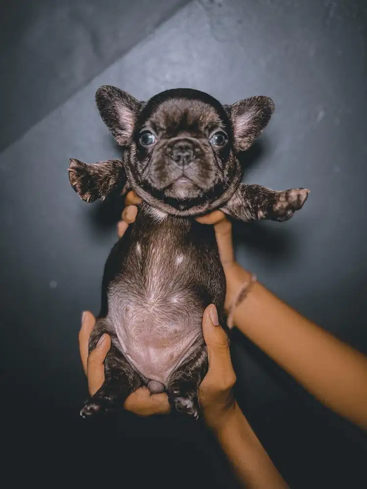 EXOTIC FRENCH BULLDOG ANAK IMPORT