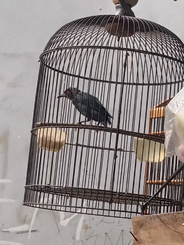 Burung cucak keling pastol rajin ngeriwik