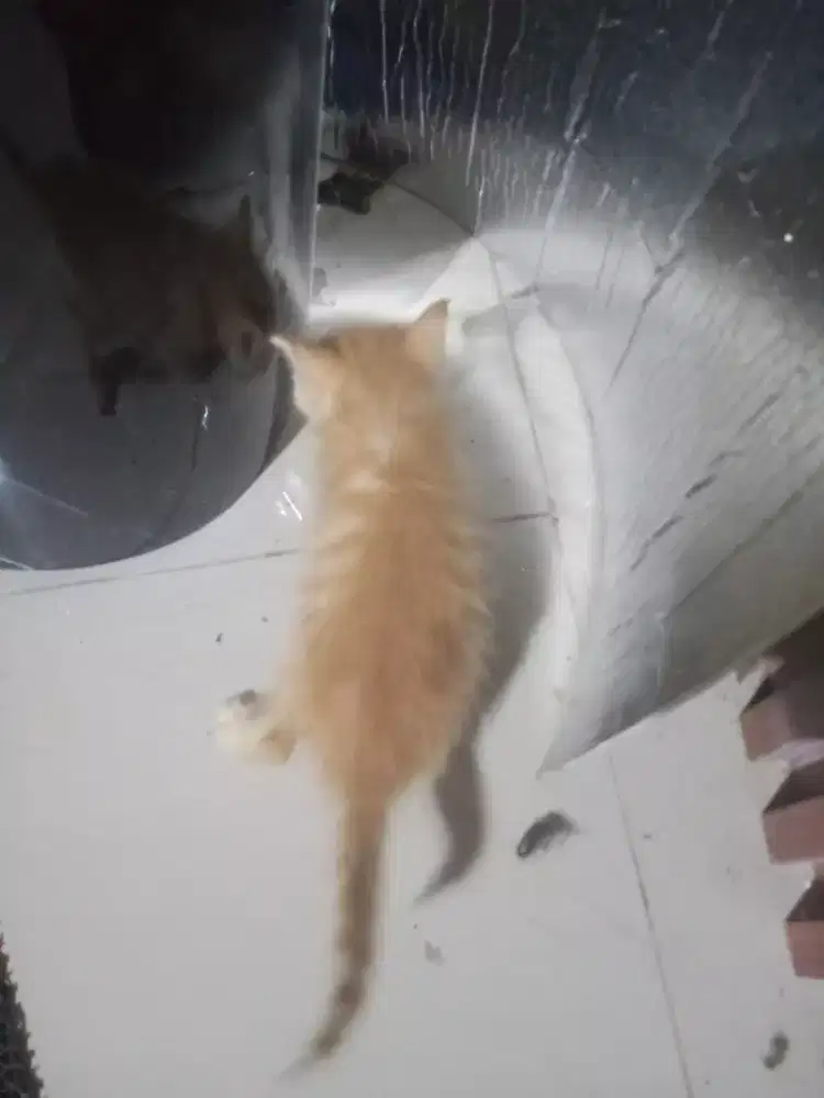 Di lepas kitten Persia Himalaya