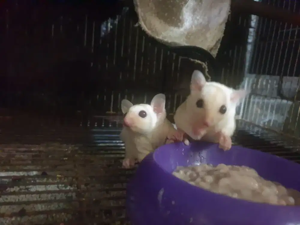 Sugar glider family red eyes gen