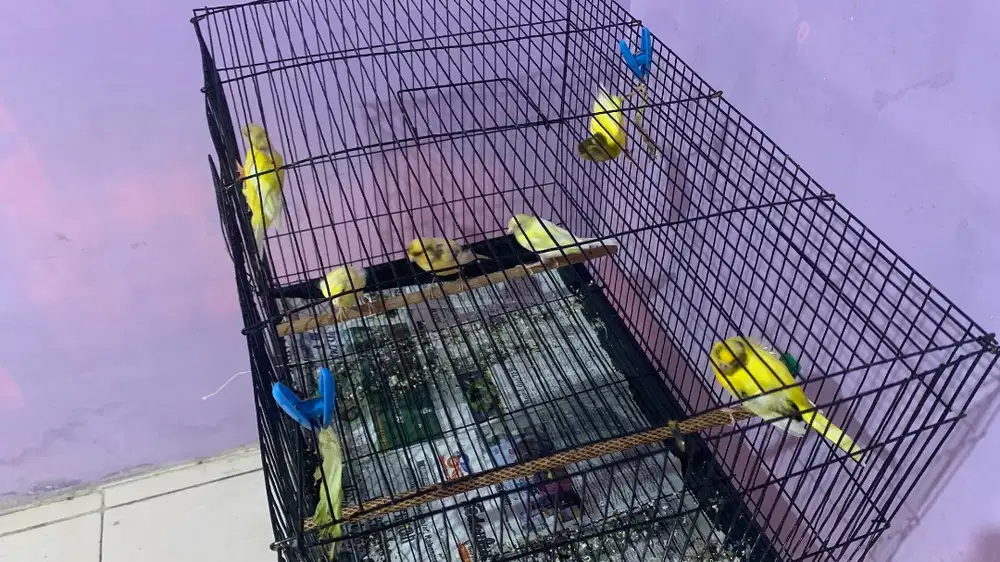 Jual Kenari yg penting anda puas