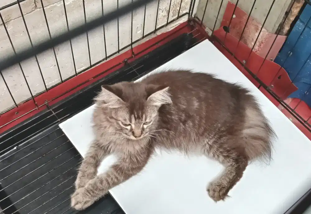 Kucing kitten Persia