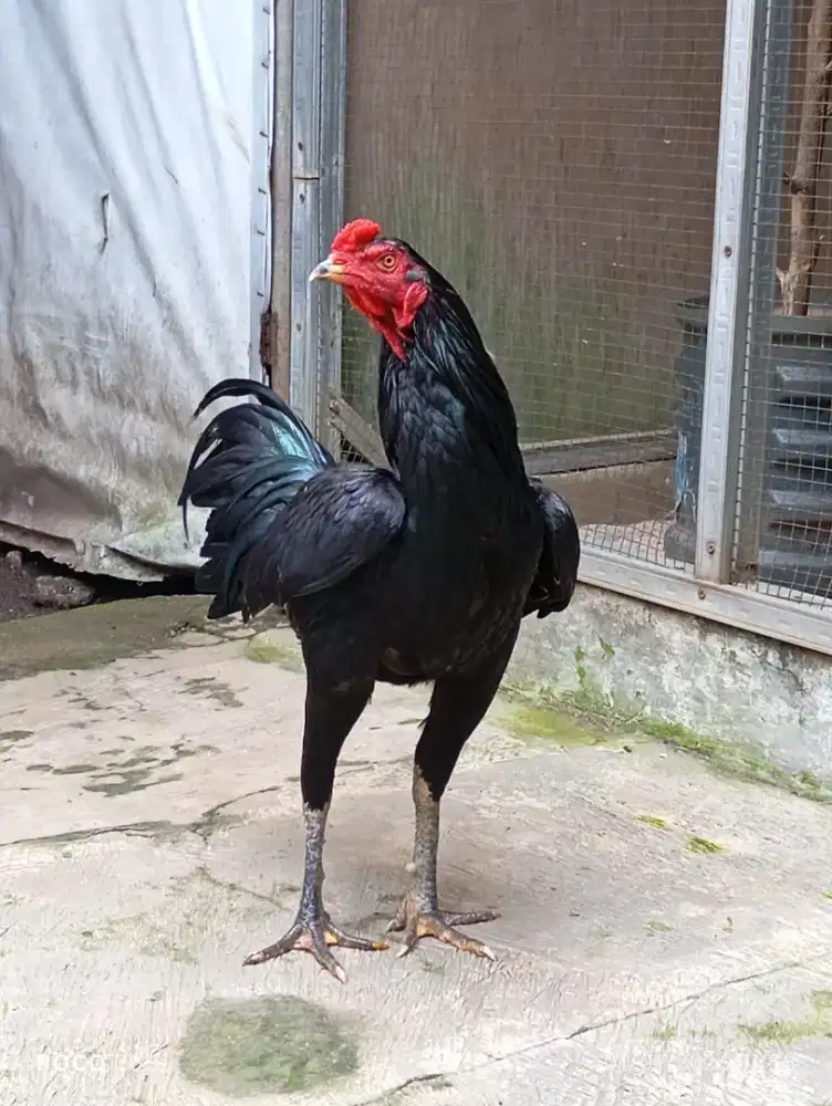 DIJUAL AYAM PAMAKHOY LINE BLACKBULL NINJA