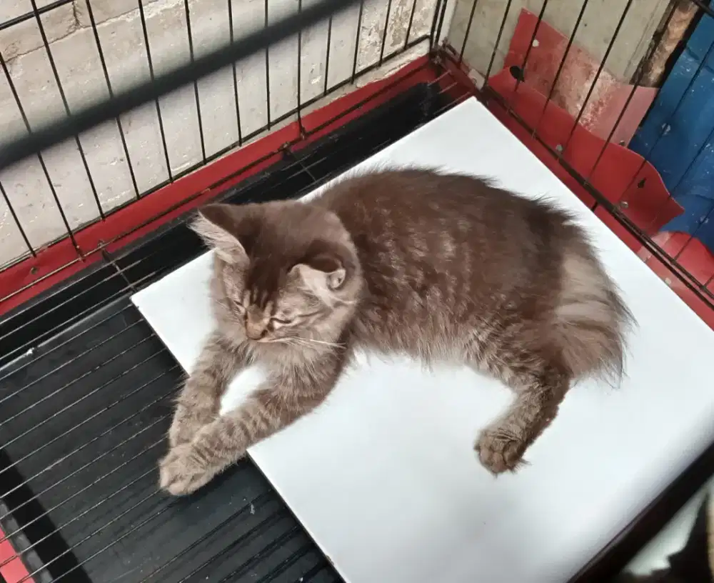 Kucing kitten persia