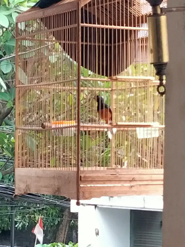 Murai MH non gembung import