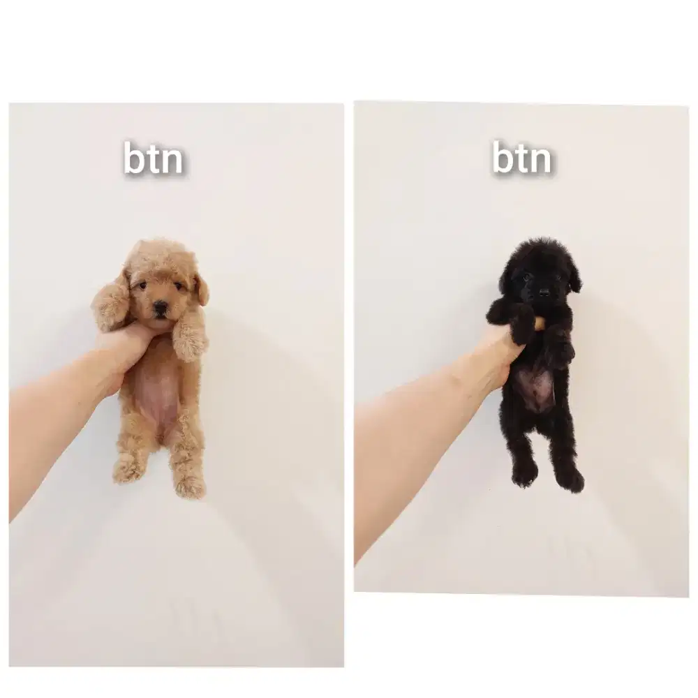 puppy poodle bersurat !!! no php !!!