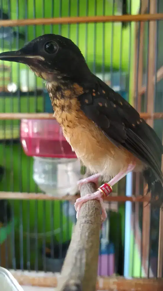 Burung murai batu jantan anak