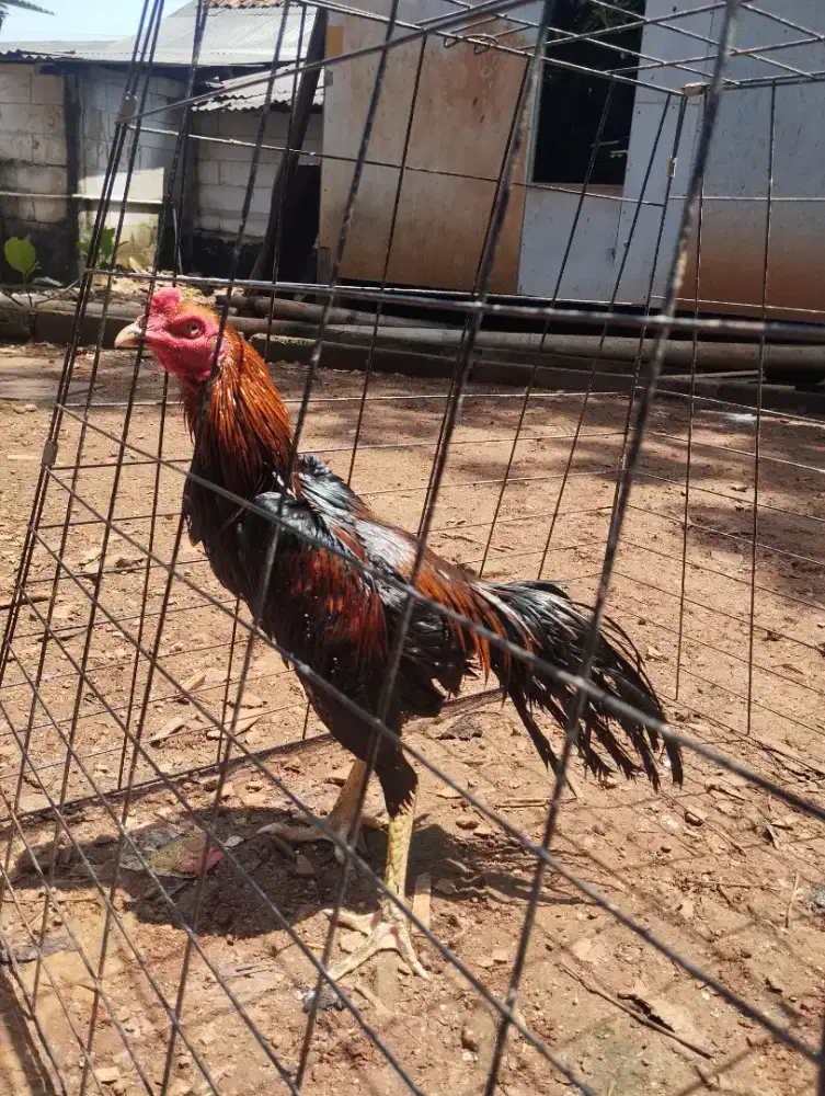 Dijual ayam BK Pakhoy Blackbull Line