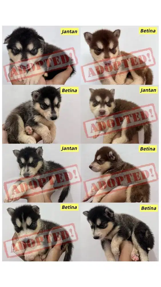 NEGO MURAH ANAK HUSKY BETINA