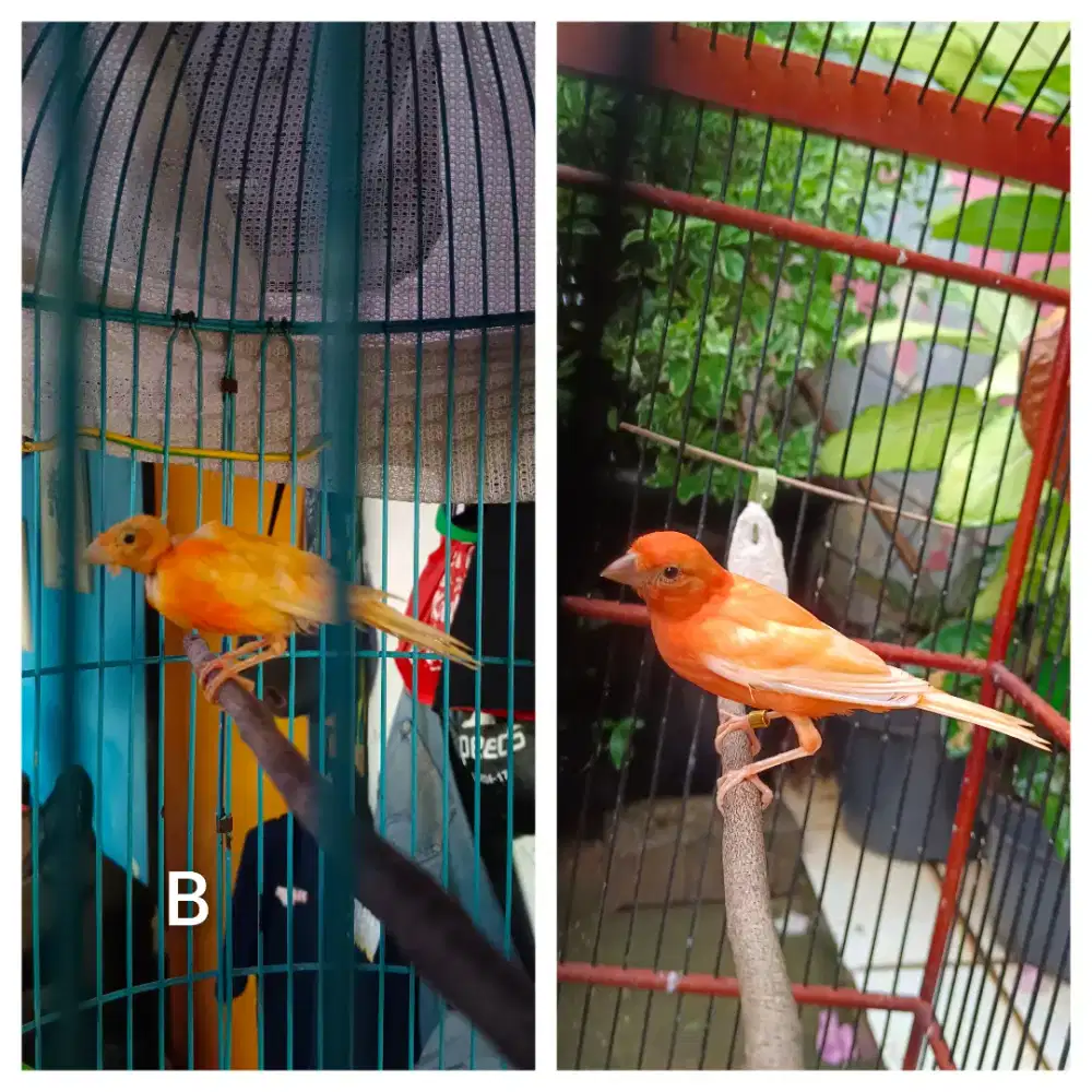 Yang mau lanjut rawat kenari merlok