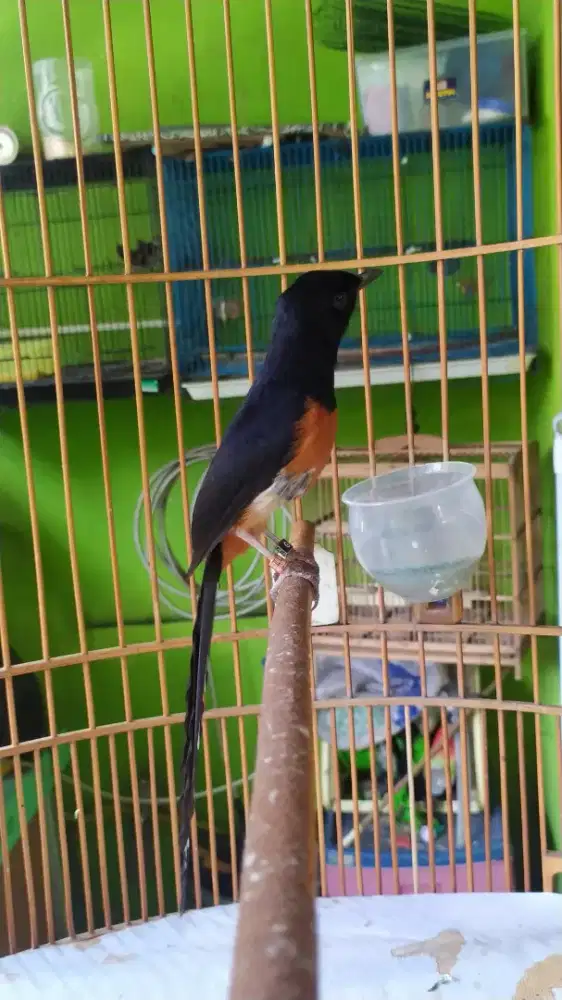 Murai batu gacor kaki hitam