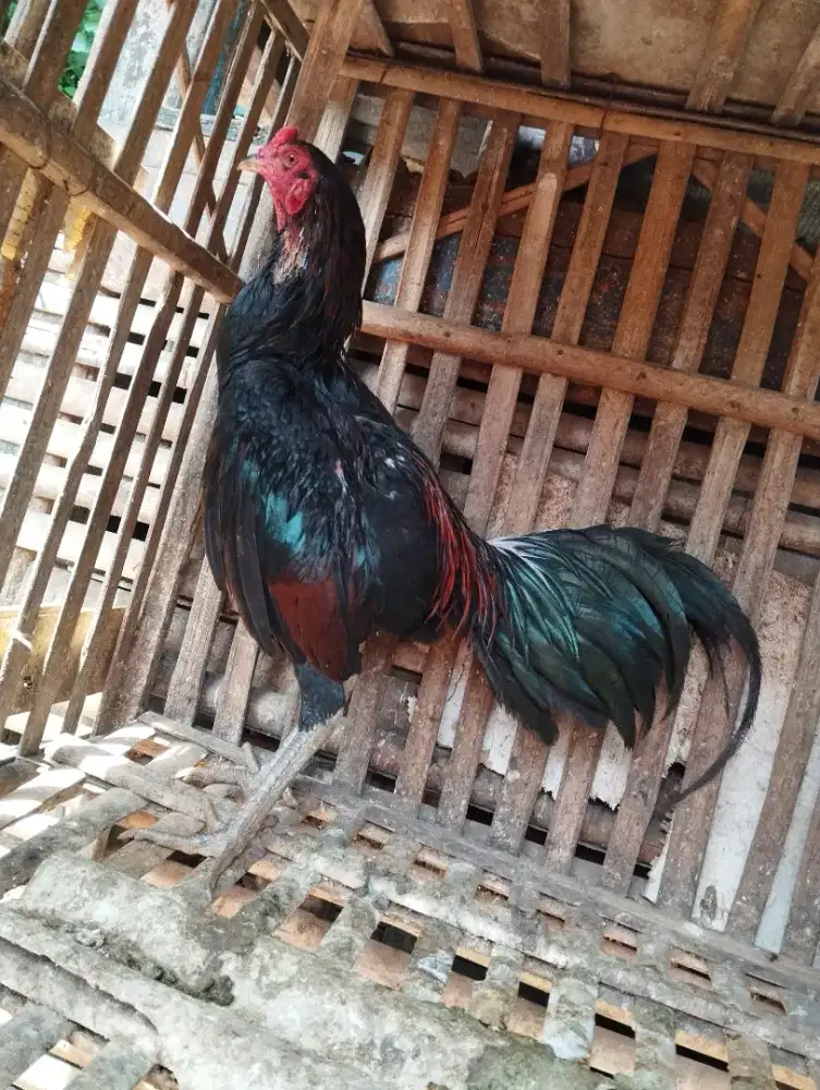 Dijual ayam Pama Pakhoy