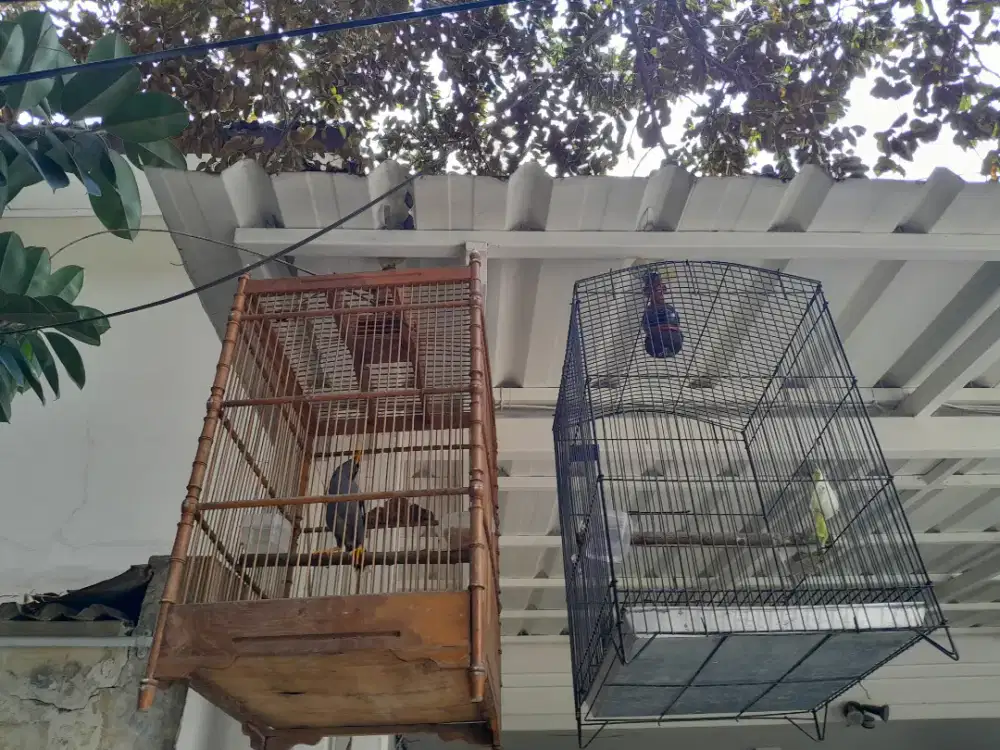 Jalbo + kenari warna cerah