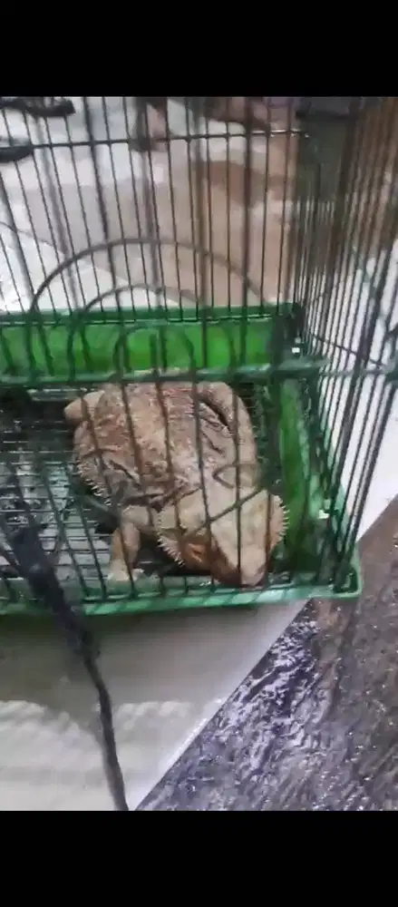 Yg berminat,bisa cod di tempat...atau chat