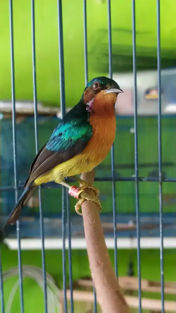 Burung kolibri wulung