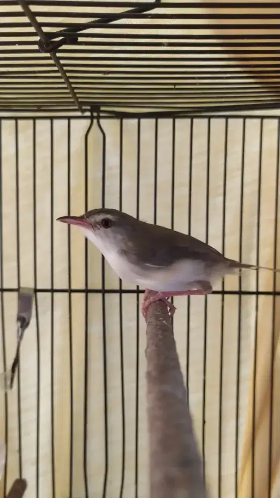 Burung ciblek sawah klik klik