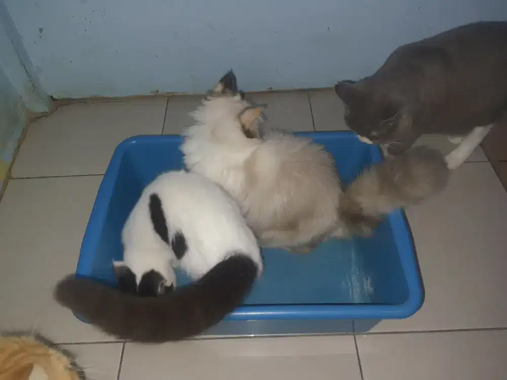 TEMPAT PUP DAN PIP KUCING - BEKAS
