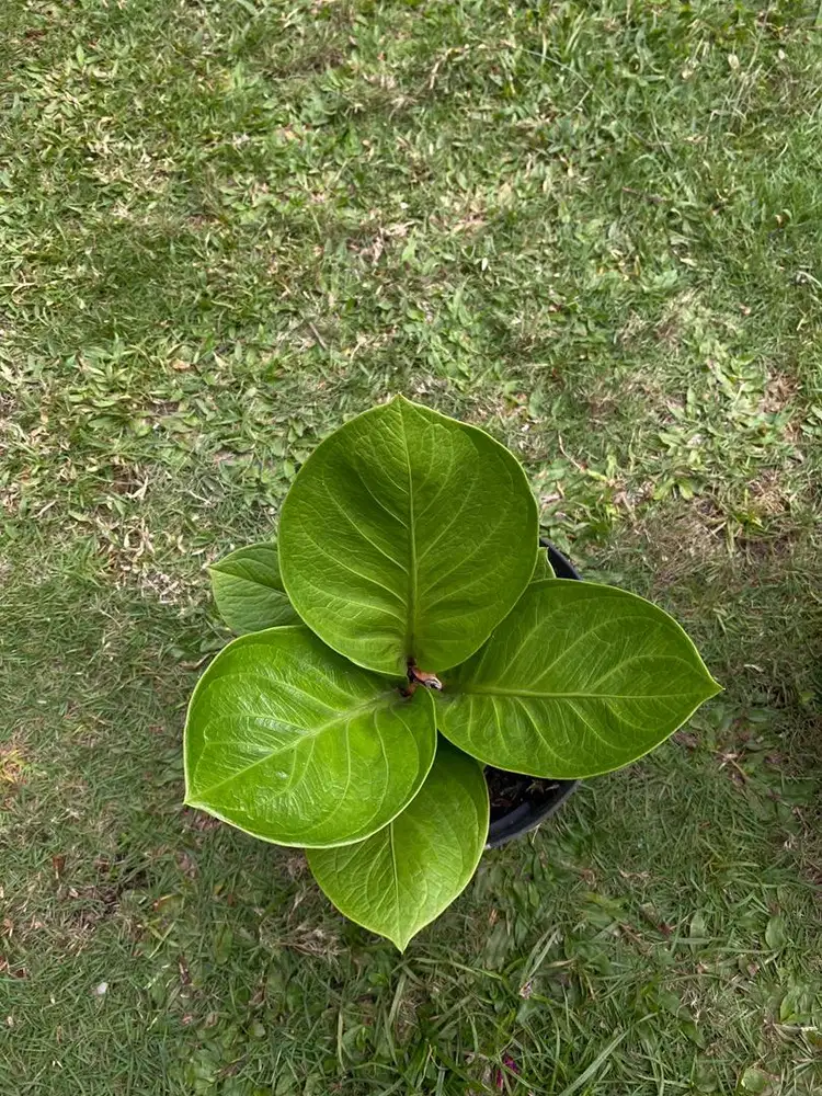 Tanaman Hias Anthurium Jemani Mangkok