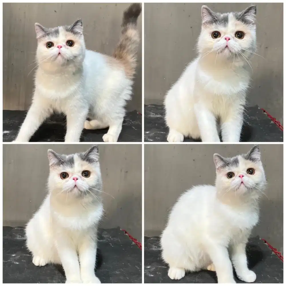 Kucing exotic peaknose betina murah