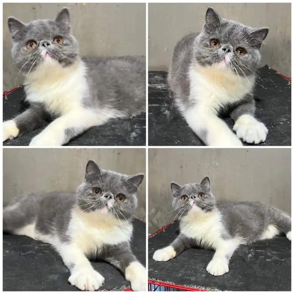 Kucing exotic peaknose