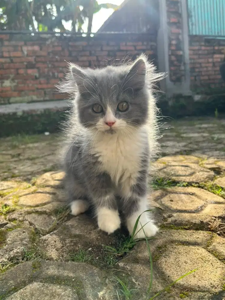 Kucing kitten persia abu putih