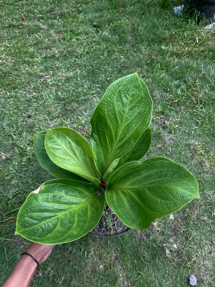 Anthurium Jemani Cobra