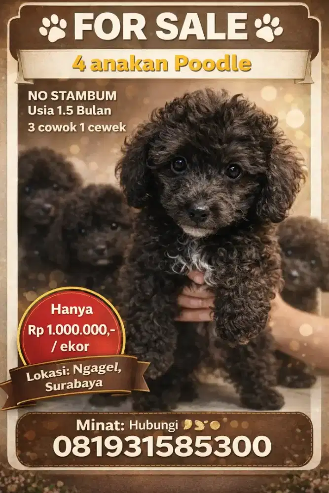 Dijual Anakan Poodle no stambum
