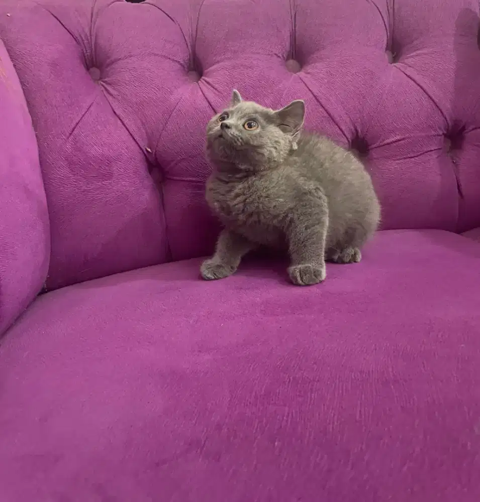 Bsh kitten jantan scottish straight jantan