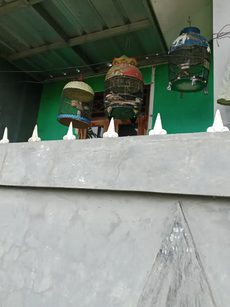 Dijual burung perkutut lokal 3ekor burung sdh rawatan lama