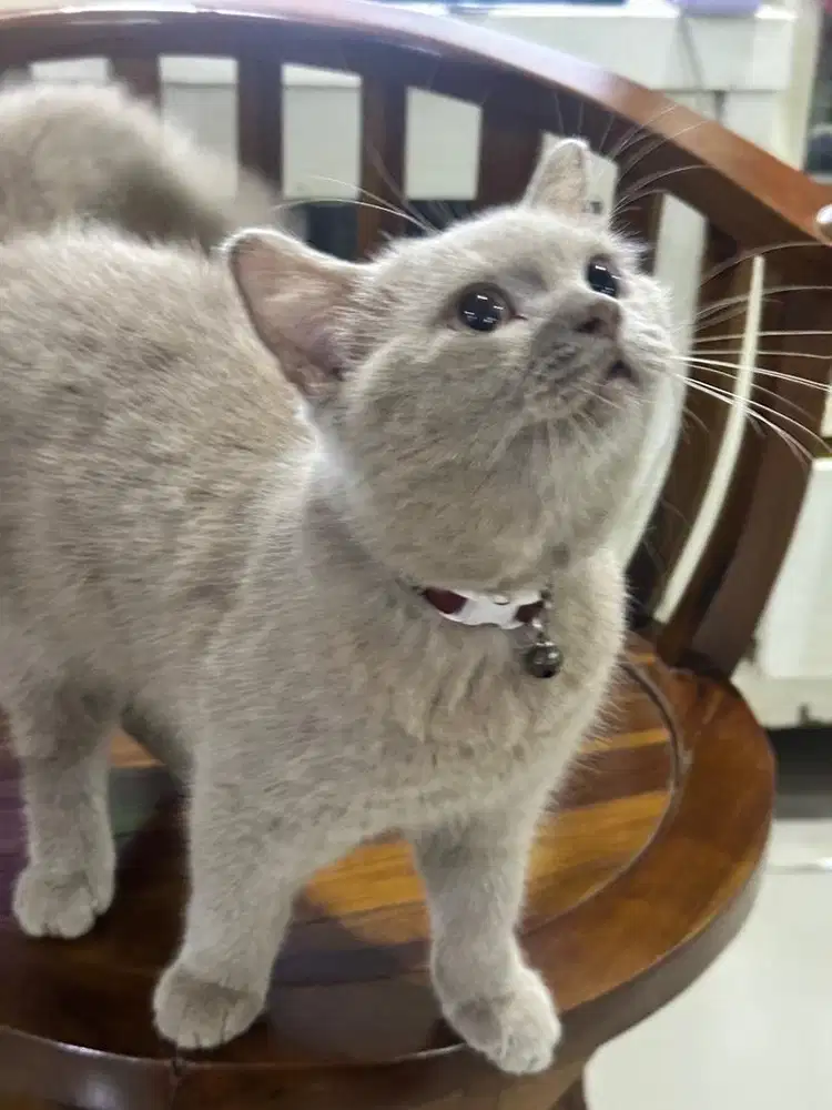 BSH Lilac Jantan