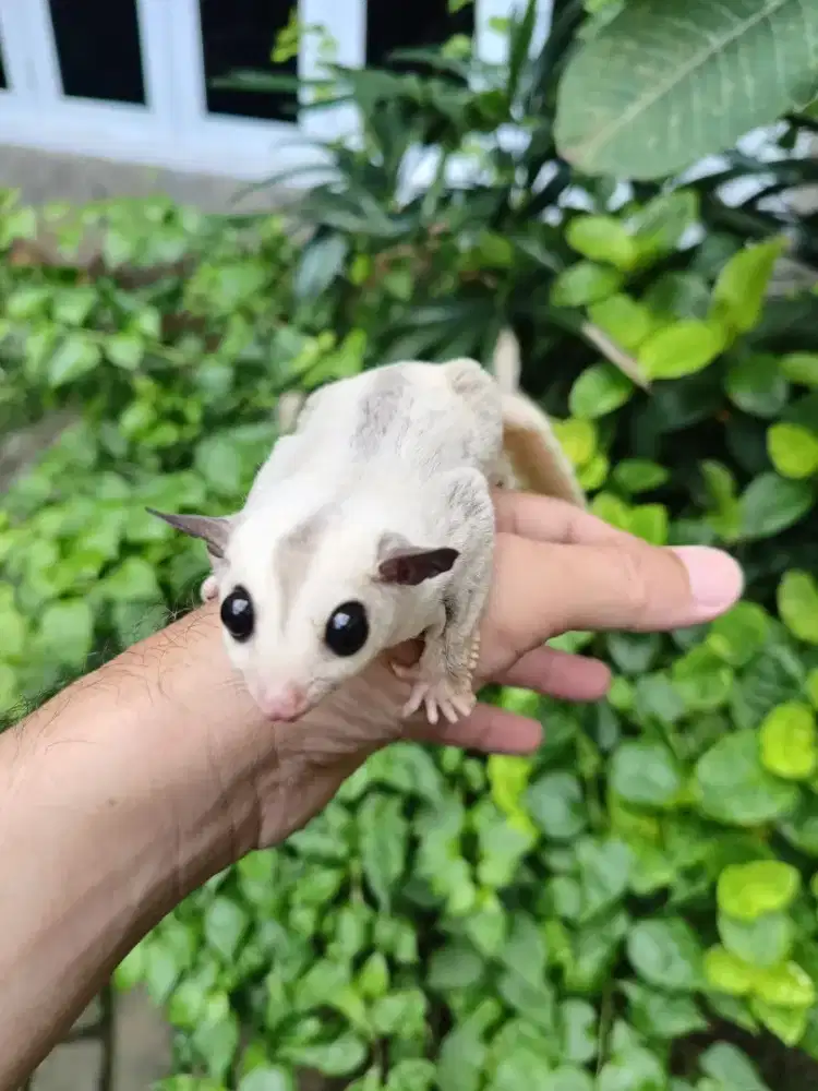 Sugar glider wf platinum jantan 3.5 bulan
