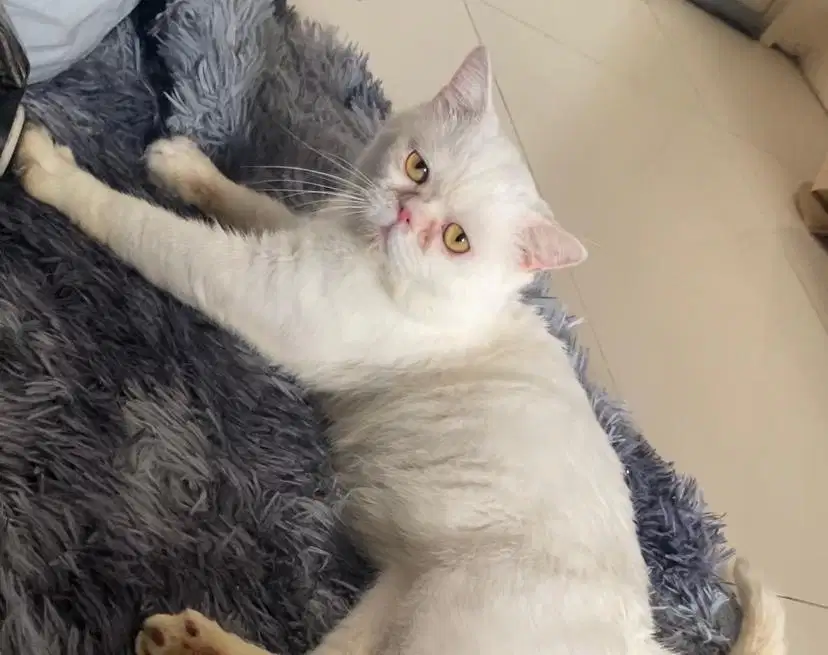 Kucing BSH White Solid