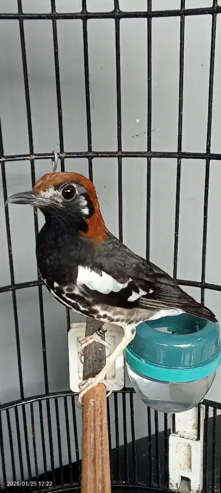 Anis kembang ,mulai angkat gacor baru beres bulu baru