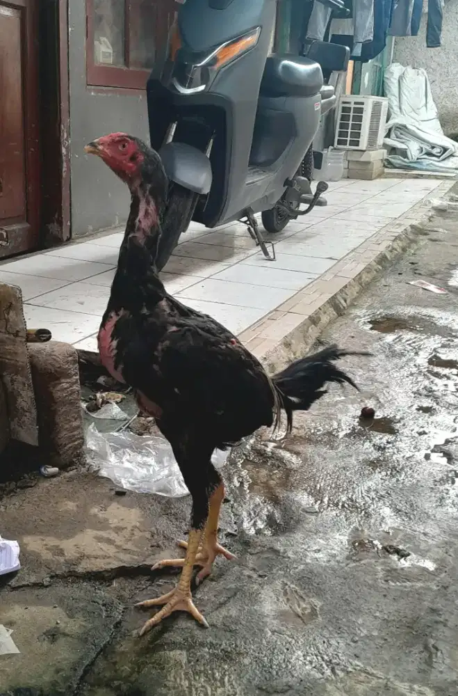 Ayam Bangkok Khoyngon Muda