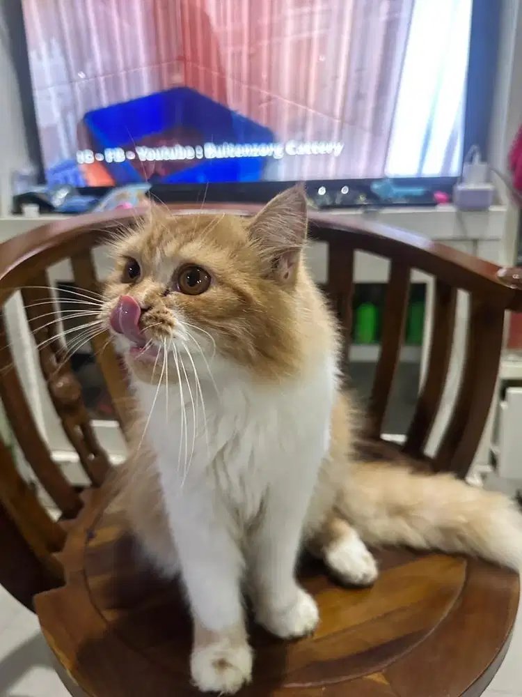 Kucing Persia Jantan