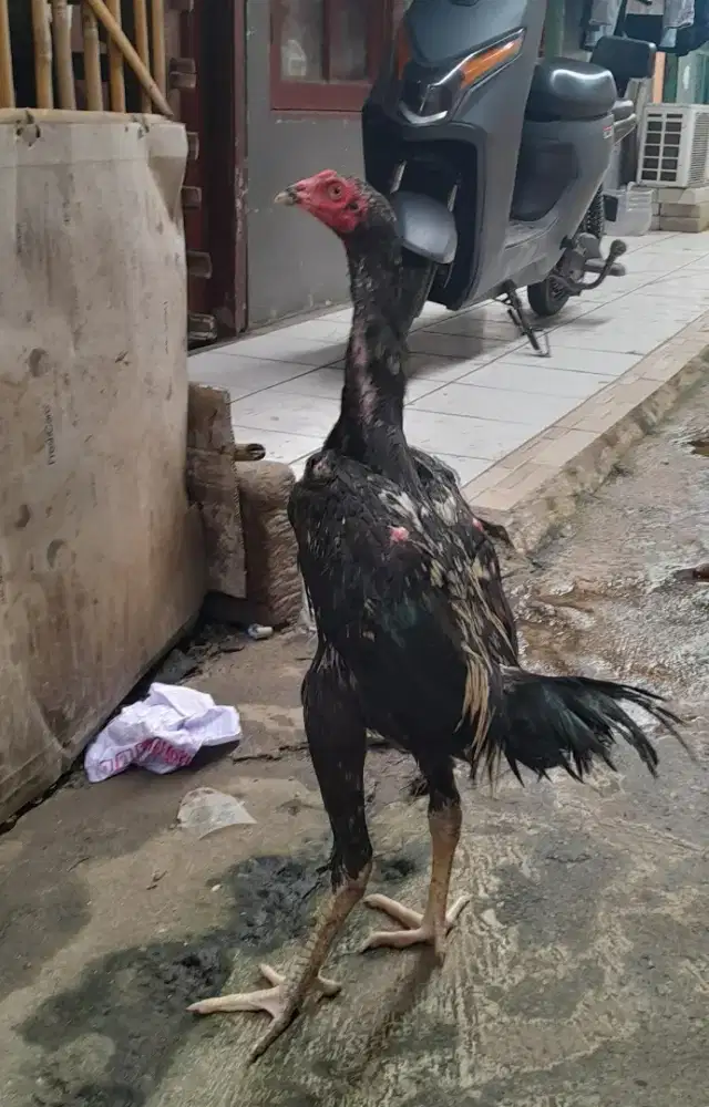 Ayam Bangkok Khoyngon Muda