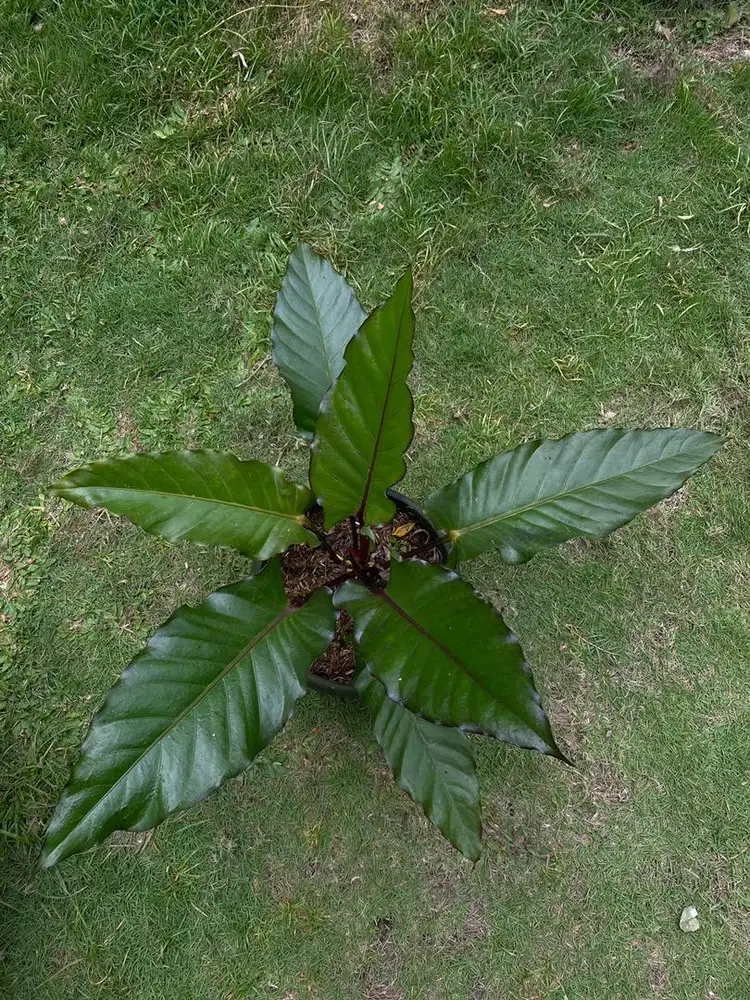 Anthurium Black Beauty