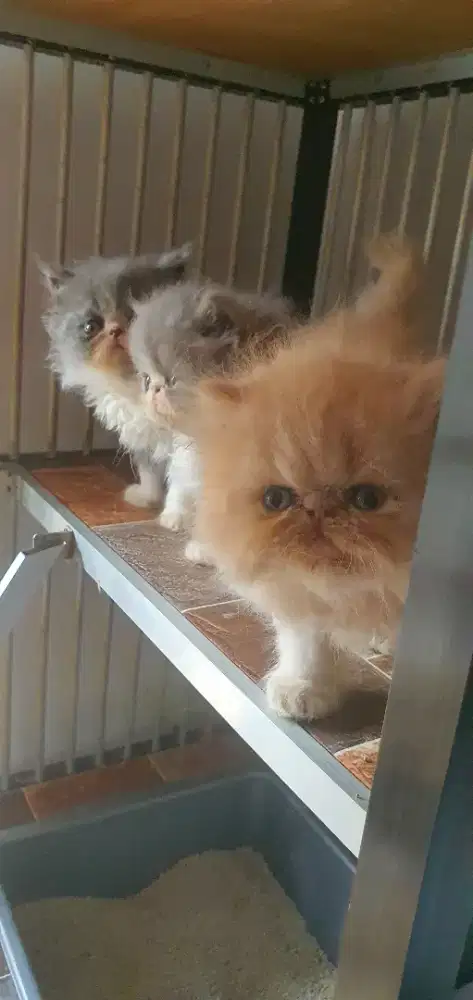 Persia peaknose sepasang